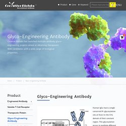 Glyco-Engineering Antibody