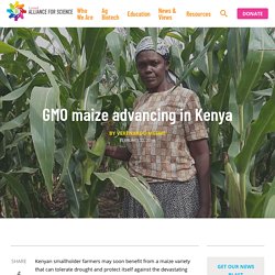 CORNELL_EDU 22/02/19 GMO maize advancing in Kenya