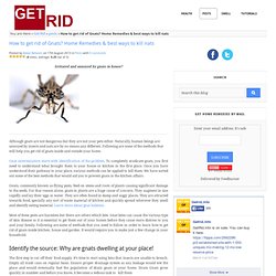 How to get rid of gnats? - Home remedies & ways to kill nats fast