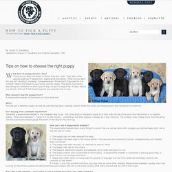Golden Gate Labrador Retriever Club: How to pick a puppy!