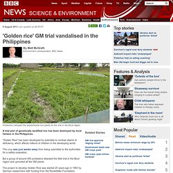 'Golden rice' GM trial vandalised in the Philippines