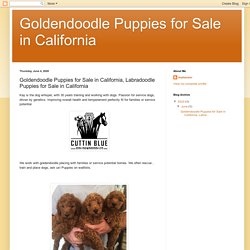 Goldendoodle Puppies for Sale in California: Goldendoodle Puppies for Sale in California, Labradoodle Puppies for Sale in California