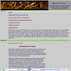 Goldenseal, Goldenseal root, Goldenseal photos, Goldenseal article, Hydrastis canadensis photos, article by Steven Foster