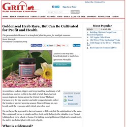 Goldenseal Herb Rare, But Can Be Cultivated for Profit and Health