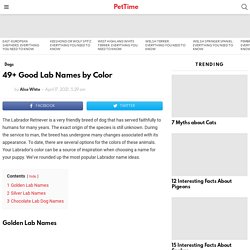 49+ Good Lab Names by Color - PetTime