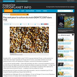 Feu vert pour la culture du maïs OGM TC1507 dans l'UE