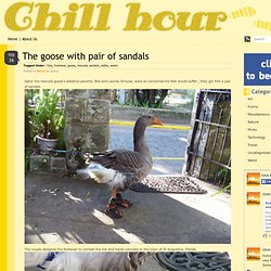 The goose with pair of sandals