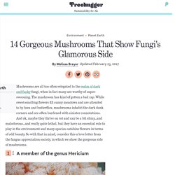 14 Gorgeous Mushrooms That Show Fungi's Glamorous Side