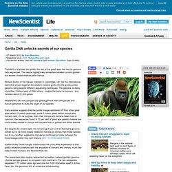 Gorilla DNA unlocks secrets of our species - life - 07 March 2012