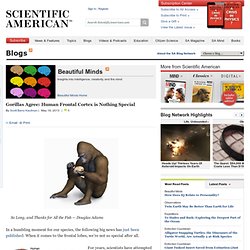 Gorillas Agree: Human Frontal Cortex is Nothing Special
