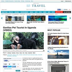 Gorillas Pet Tourist In Uganda