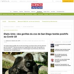 AFP 11/01/21 Californie: des gorilles du zoo de San Diego testés positifs au Covid-19