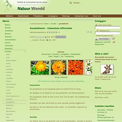 Natuur en wereld - Goudsbloem - Calendula officinalis