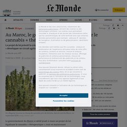 Au Maroc, le gouvernement veut légaliser le cannabis « thérapeutique »