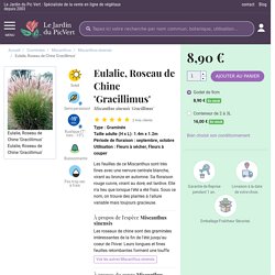Eulalie, Roseau de Chine 'Gracillimus' - Miscanthus sinensis