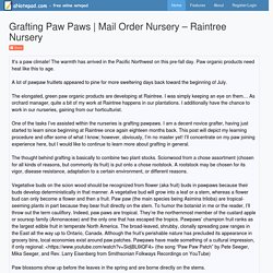Grafting Paw Paws - Online Tree Nursery - Raintree Nursery