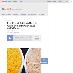 In A Grain Of Golden Rice, A World Of Controversy Over GMO Foods : The Salt