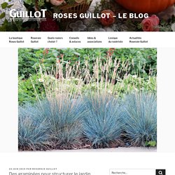 Des graminées pour structurer le jardin - Roses Guillot - Le Blog