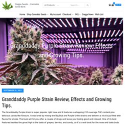 Granddaddy Purple Strain Review, Effects and Growing Tips. -