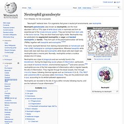 Neutrophil granulocyte