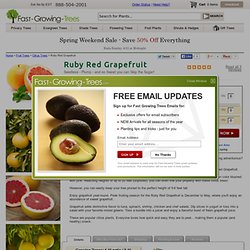 Ruby Red Grapefruit - Indoor Grapefruit Citrus Trees for Sale