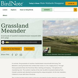 Grassland Meander