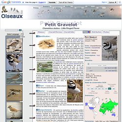 Petit Gravelot - Charadrius dubius - Little Ringed Plover