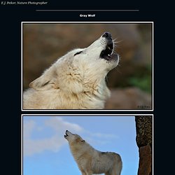 Gray Wolf Page