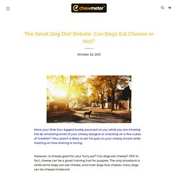 The Great Dog Diet Debate: Can Dogs Eat Cheese or Not? – Chewmeter