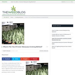 What Is The 'Sea Of Green' Marijuana Growing Method? - The Weed Blog