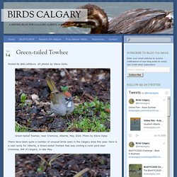 Green-tailed Towhee - Birds Calgary