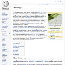 Green algae