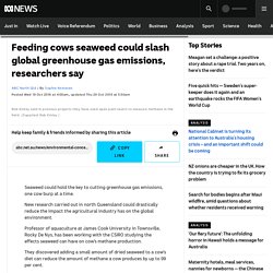 Feeding cows seaweed could slash global greenhouse gas emissions, researchers say
