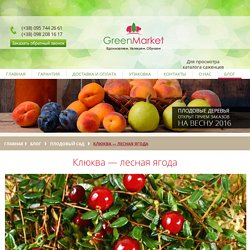 Выращивание клюквы на садовом участке - GreenMarket