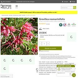 Grevillea rosmarinifolia - Grévilléa à feuilles de romarin à fleurs rouge