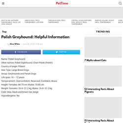 Polish Greyhound: Helpful Information - PetTime