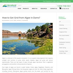 How to Get Grid from Algae in Dams?