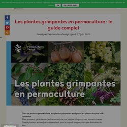 Les plantes grimpantes en permaculture : le guide complet