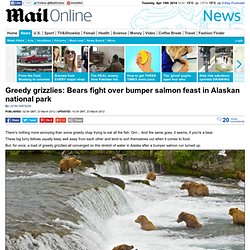 Greedy grizzlies: Bears fight over bumper salmon feast in Alaskan national park