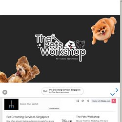 Pet Grooming Services Singapore