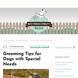 Grooming Tips for Dogs with Special Needs