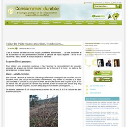 Tailler les fruits rouges: groseillers, framboisiers,… Consommer Durable
