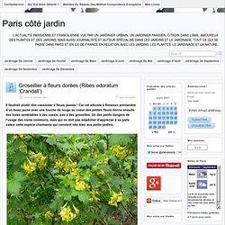 Groseillier à fleurs dorées (Ribes odoratum ‘Crandall’)