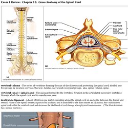 CH 12 Gross Anatomy of the Spinal Cord