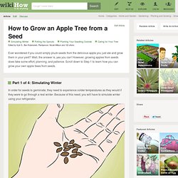 How to Grow an Apple Tree from a Seed: 12 Steps