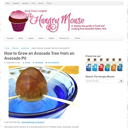 How to Grow an Avocado Tree from an Avocado Pit