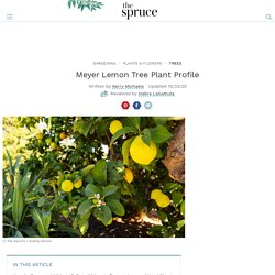 How to Grow and Care for Meyer Lemon Trees