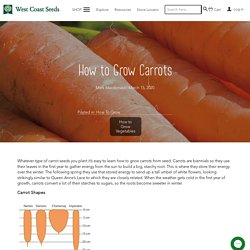 CARROTS - How to Grow