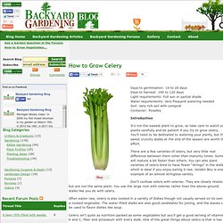 How to Grow Celery