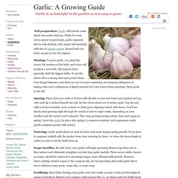 How to Grow Garlic: Organic Gardening